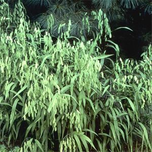 Chasmanthium latifolium 