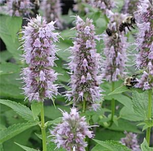 Agastache Blue Fortune