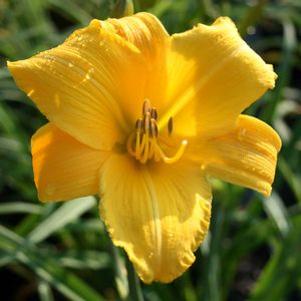 Hemerocallis Buttered Popcorn