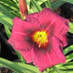 Hemerocallis Little Wine Cup