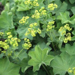 Alchemilla mollis Thriller