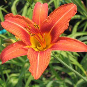 Hemerocallis fulva 