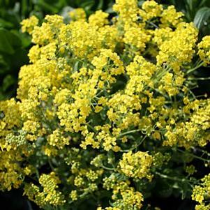 Alyssum saxatile Compactum