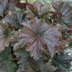 Heuchera villosa Bronze Wave