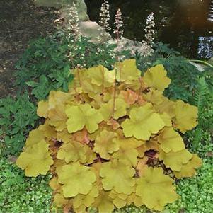 Heuchera villosa Caramel