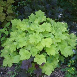 Heuchera villosa Citronelle