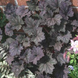 Heuchera villosa Frosted Violet