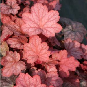 Heuchera villosa Georgia Peach