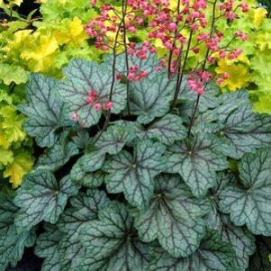 Heuchera americana Peppermint Spice