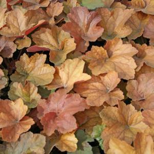Heuchera villosa Southern Comfort