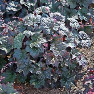 Heuchera micrantha Palace Purple