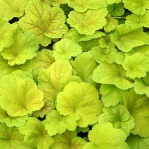 Heuchera villosa Electric Lime