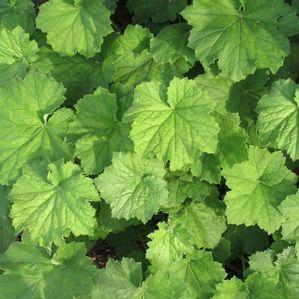 Heuchera villosa Autumn Bride