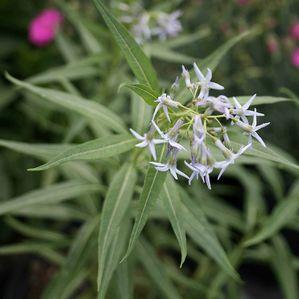 Amsonia illustris 