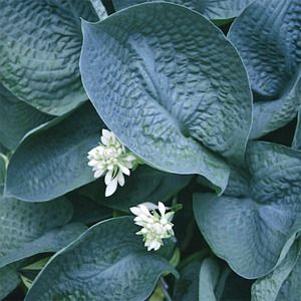 Hosta Abiqua Drinking Gourd