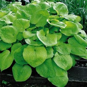 Hosta August Moon