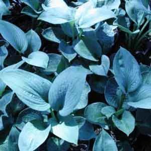 Hosta Big Daddy
