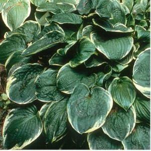 Hosta Christmas Tree