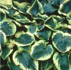 Hosta Frances Williams