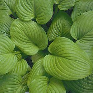 Hosta Fried Bananas