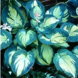 Hosta Great Expectations