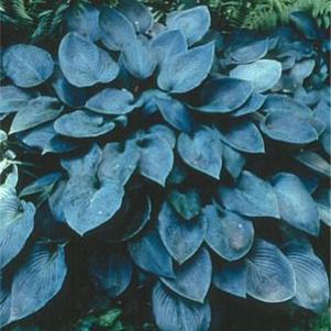 Hosta Halcyon