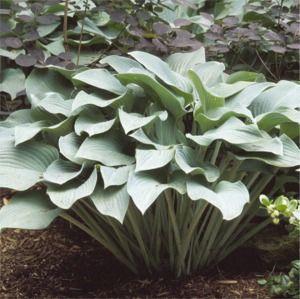 Hosta Krossa Regal