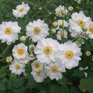 Anemone Whirlwind