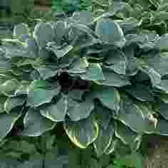 Hosta Regal Splendor