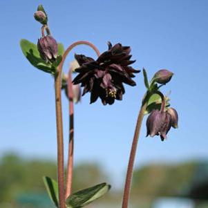 Aquilegia Black Barlow
