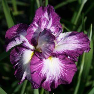 Iris ensata Lion King