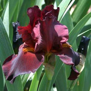Iris germanica War Chief