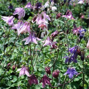 Aquilegia Grandmother's Garden