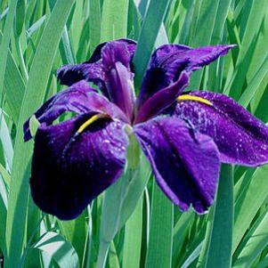 Iris louisiana Black Gamecock