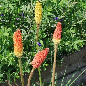 Kniphofia uvaria Pfitzer Hybrids