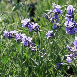 Lavandula angustifolia Munstead