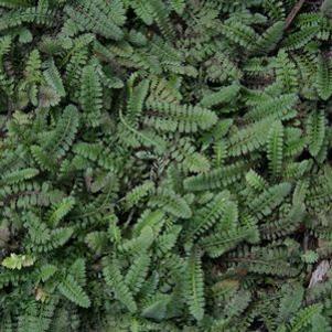 Leptinella squalida Platt's Black