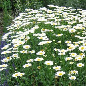 Leucanthemum superbum Becky