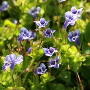 Lindernia grandiflora 
