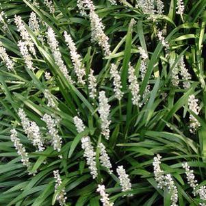 Liriope muscari Monroe's White