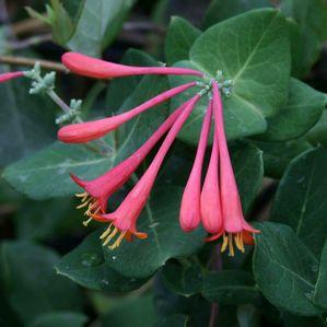 Lonicera sempervirens Blanche Sandman
