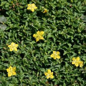 Lysimachia japonica Minutissima
