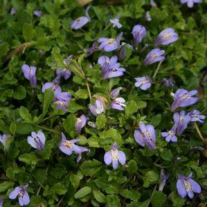 Mazus reptans 