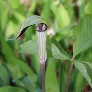 Arisaema triphyllum 