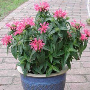 Monarda didyma Coral Reef