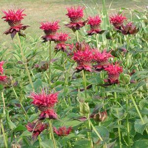 Monarda didyma Raspberry Wine