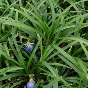Ophiopogon japonicus Nana