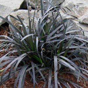 Ophiopogon planiscapus Ebony Knight