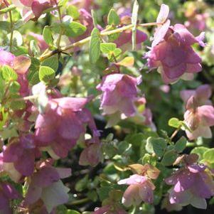 Oreganum rotundifolium Kent Beauty
