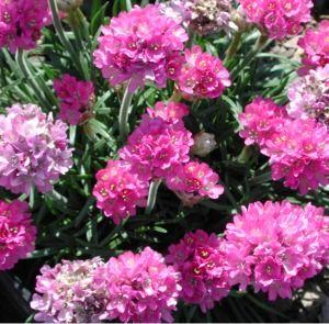 Armeria maritima Splendens